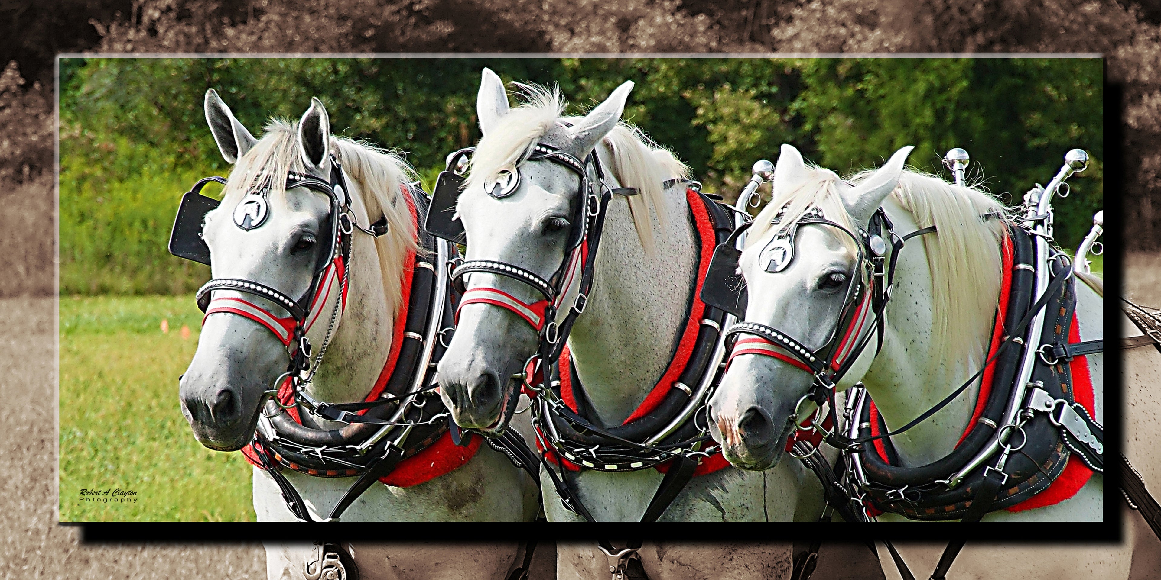 3 Horse Hitch