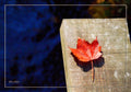 A Board Leaf