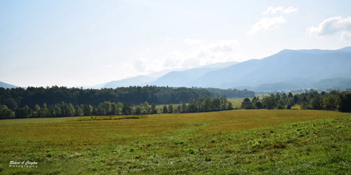 A scenic landscape photograph featuring a green and golden field in the foreground, a line of trees, and blue-gray mountains under a bright sky with light clouds. A Fine  Art rint by Robert A Clayton