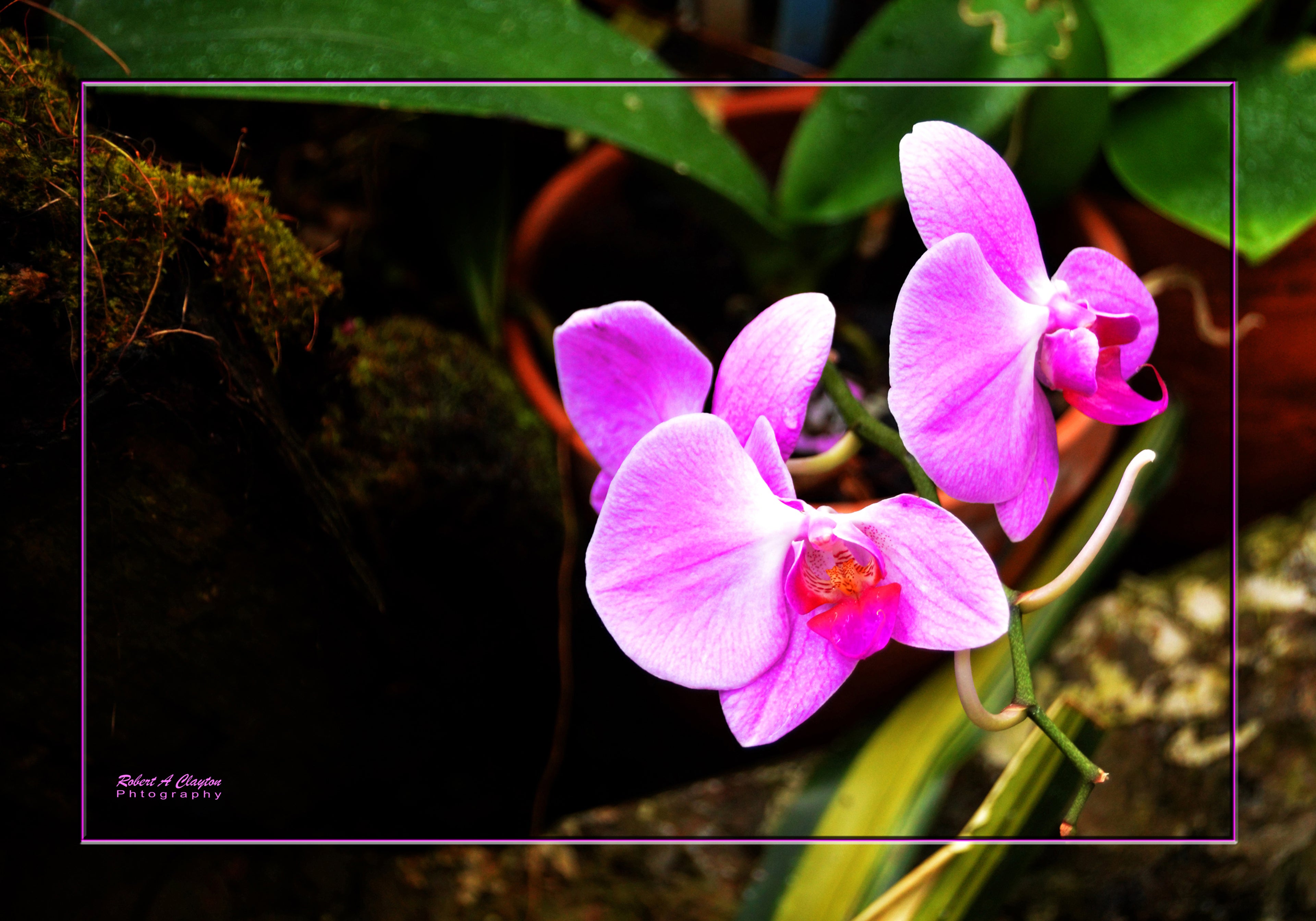 Blossom 002b