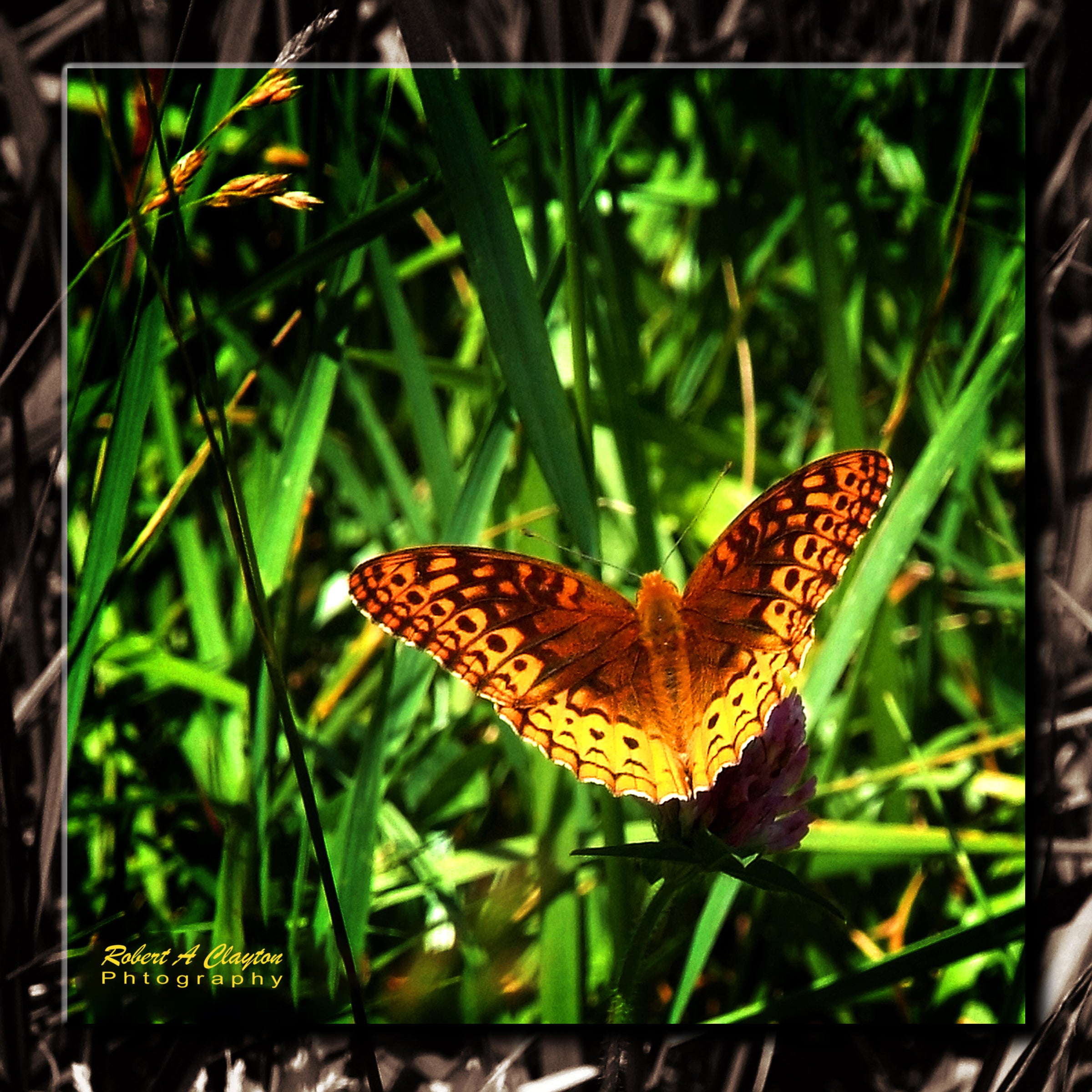 Butterfly  (107)Click image to enlarge Butterfly 107 30x30 Photographic Art Print Sizes 20x20. 16x16, & 12x12Prints are also available Please select size before placing your order Mounted on artboard and ready to frame. Frame not included. Free Shipping.