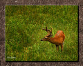 Cades Cove Deer