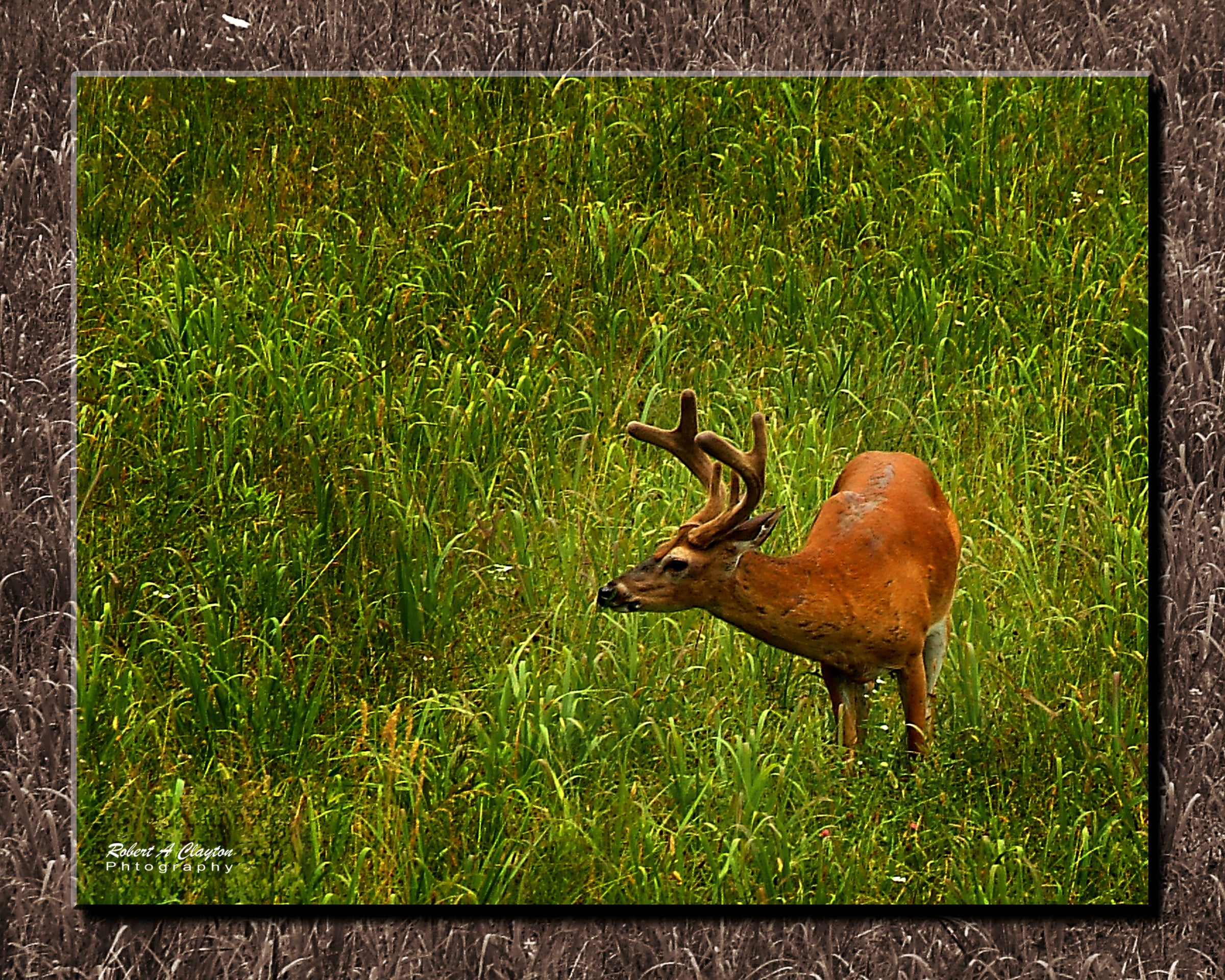 Cades Cove Deer