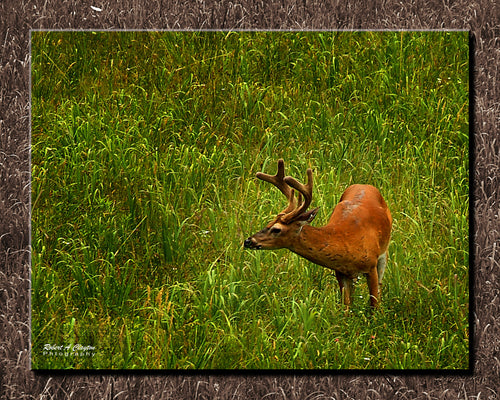 White-tailed buck with velvet antlers grazing in tall green meadow grass at Cades Cove, Great Smoky Mountains National Park — fine art wildlife photography print by Robert A. Clayton