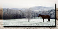 Cades Cove Winter Horse