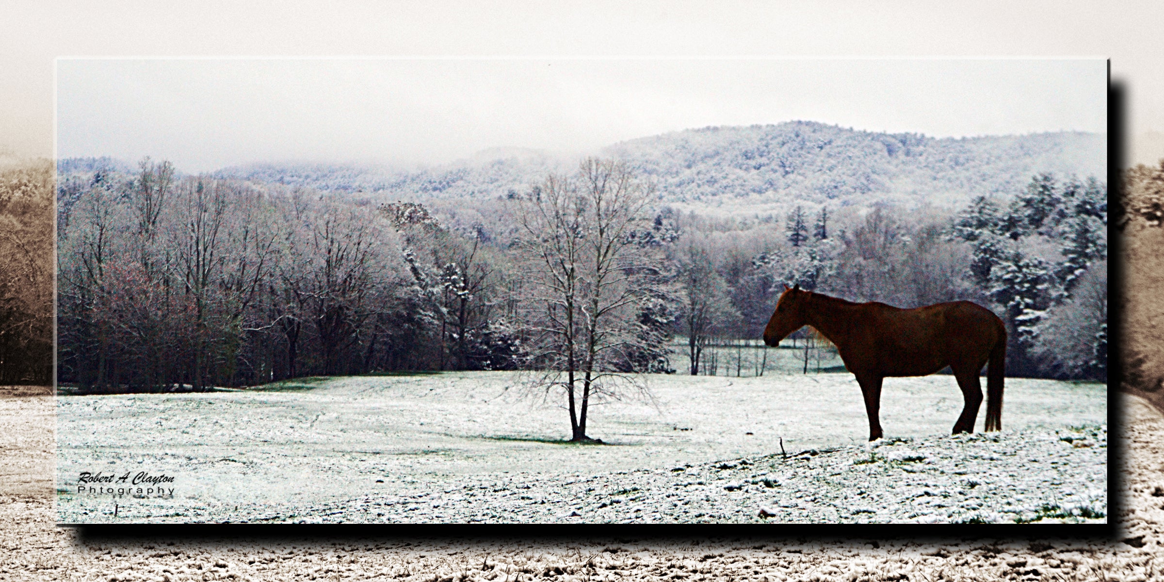 Cades Cove Winter Horse