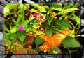 Colorful Flowers & Butterfly