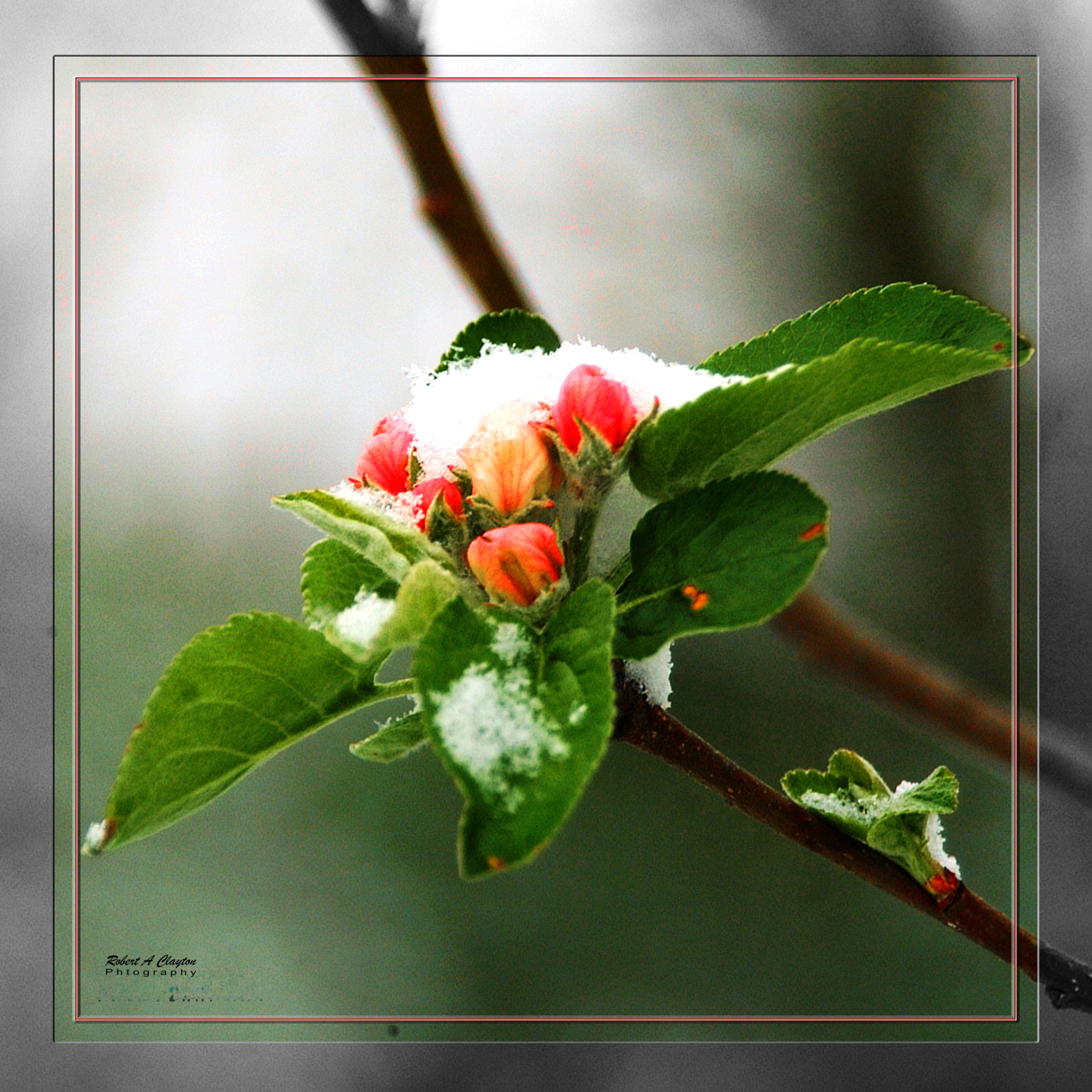 Early Blossom