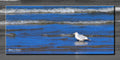 East Harbor Gull