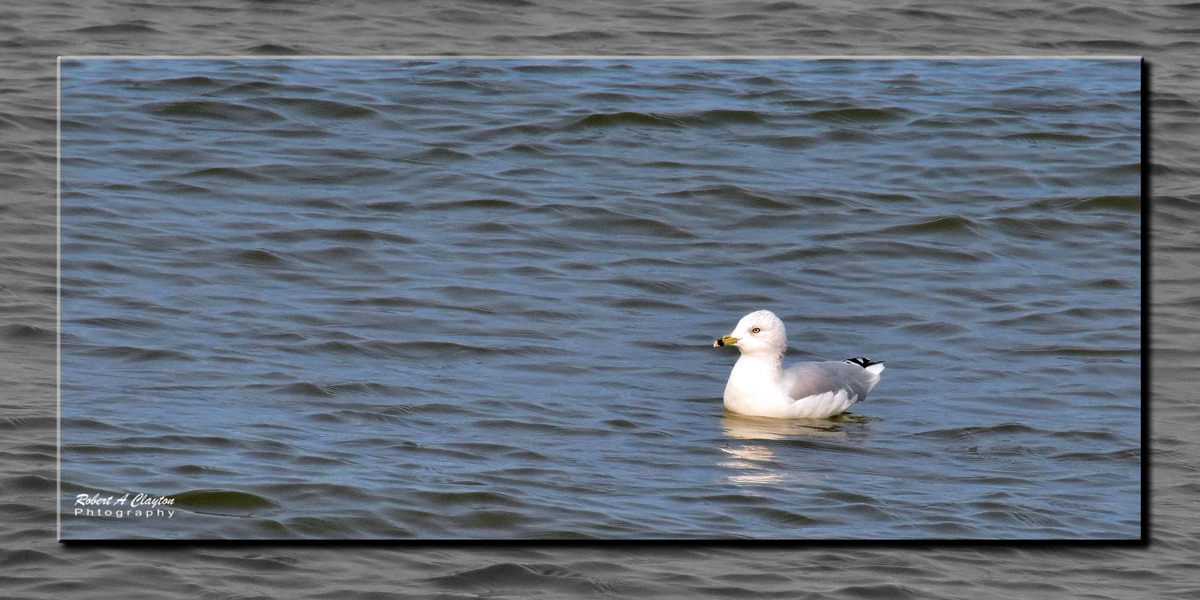 Floating Gull