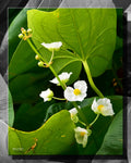 Flowers (1565b)