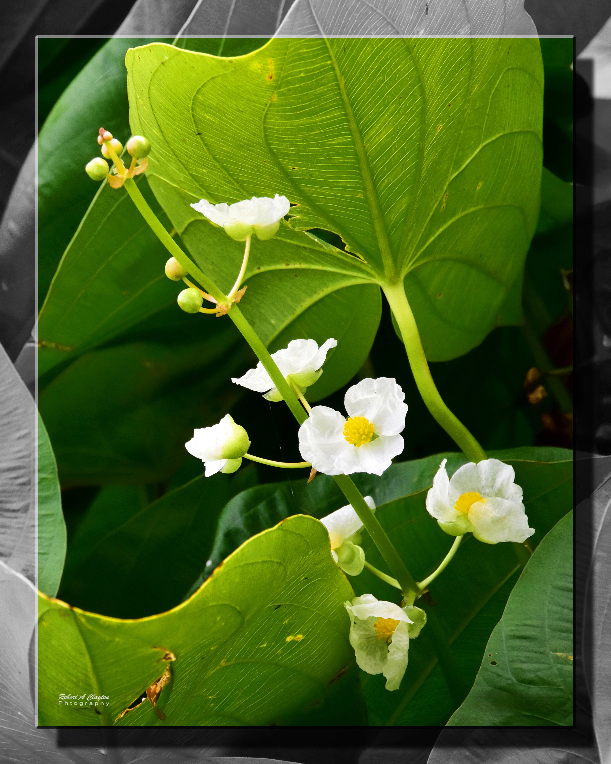 Flowers (1565b)