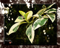 Foliage (0067b)