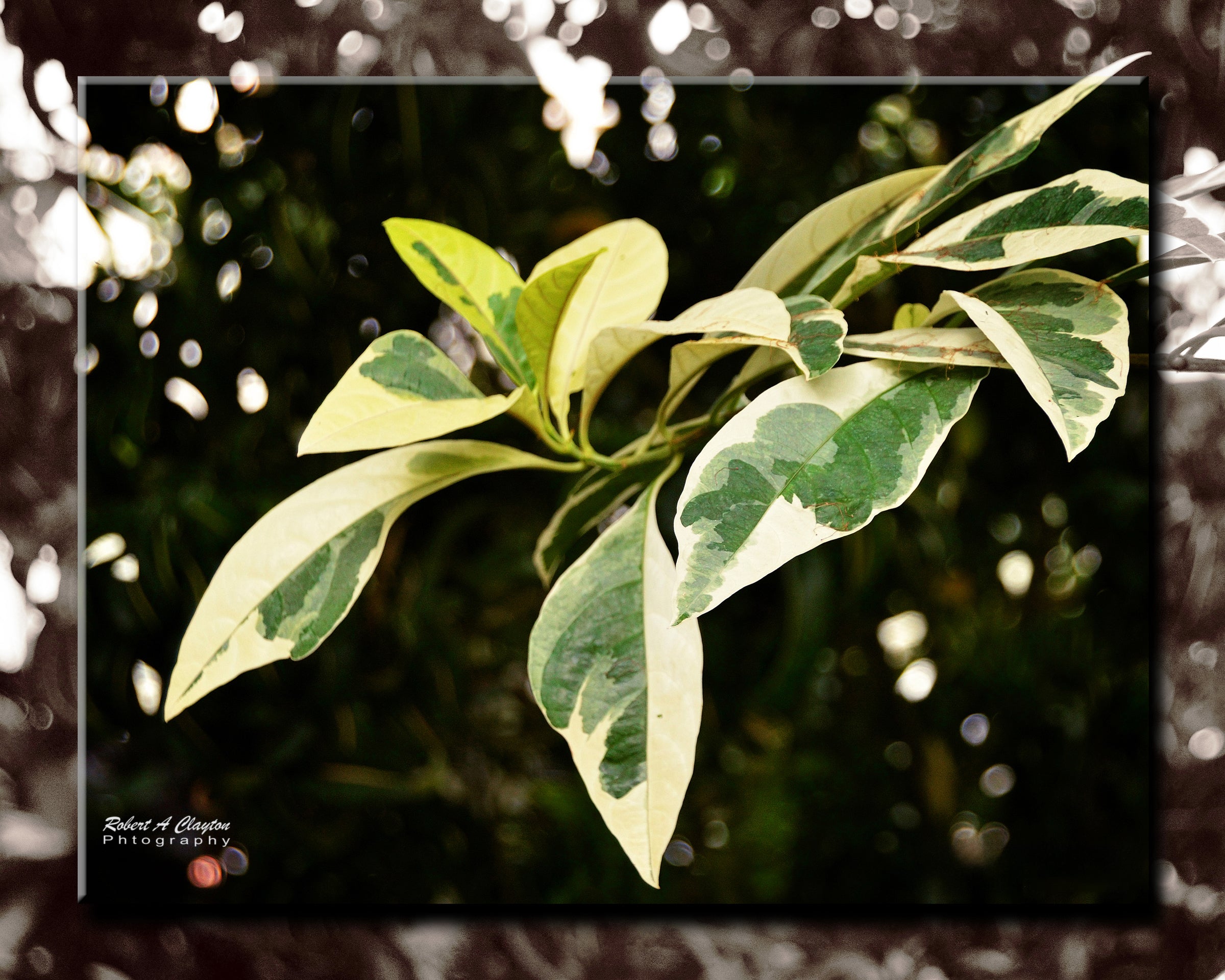 Foliage (0067b)