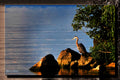Herron on the Rocks