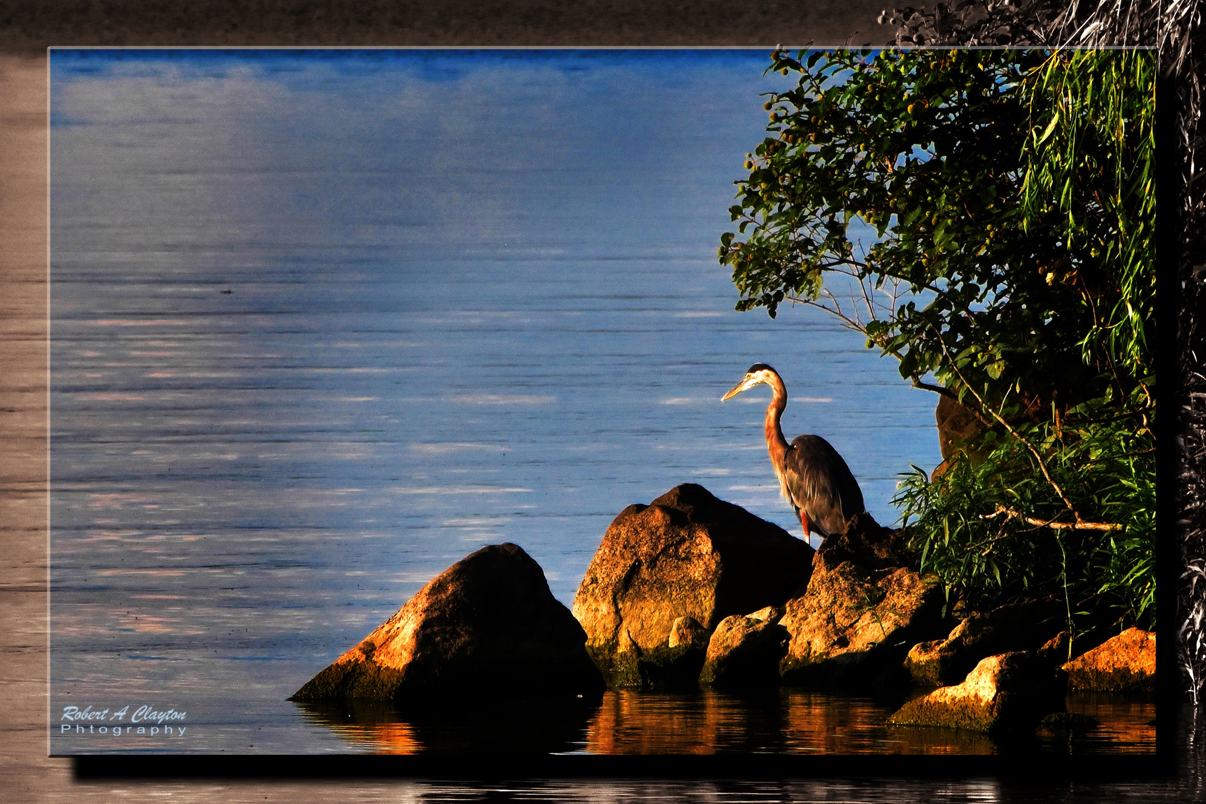 Herron on the Rocks