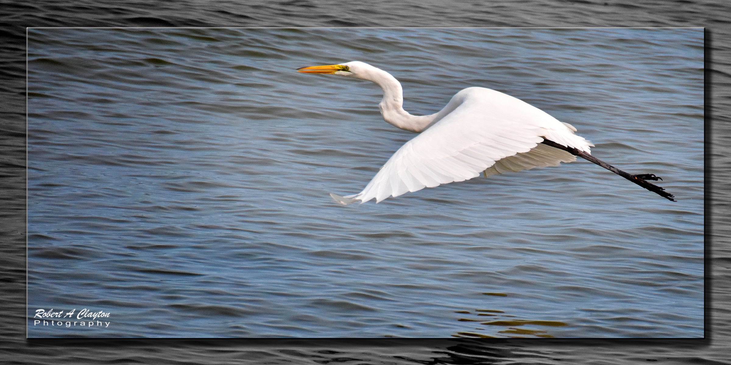 Great Egret in Flight