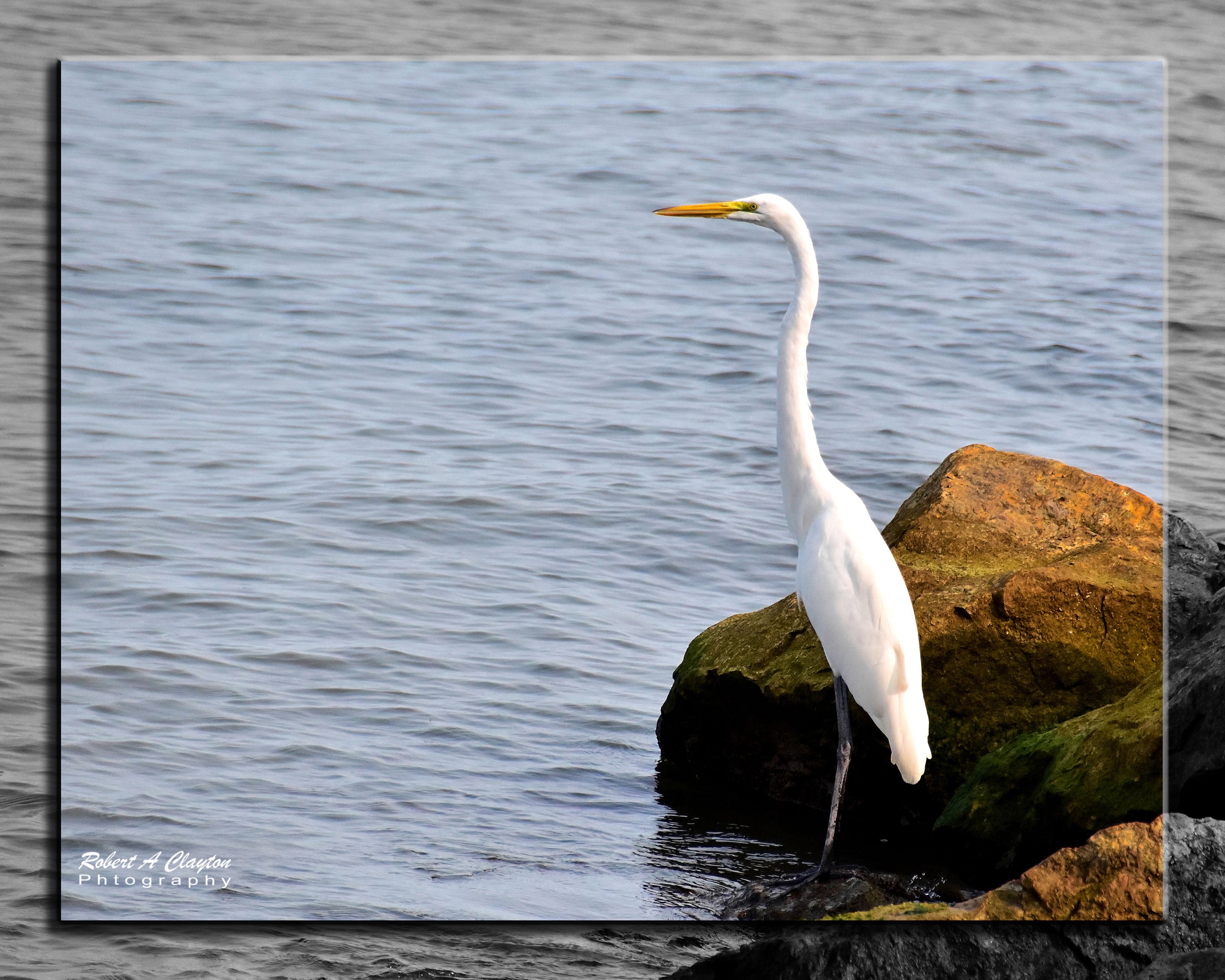 Great Egret on Lake Erie Shore