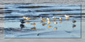 Gulls Gathering