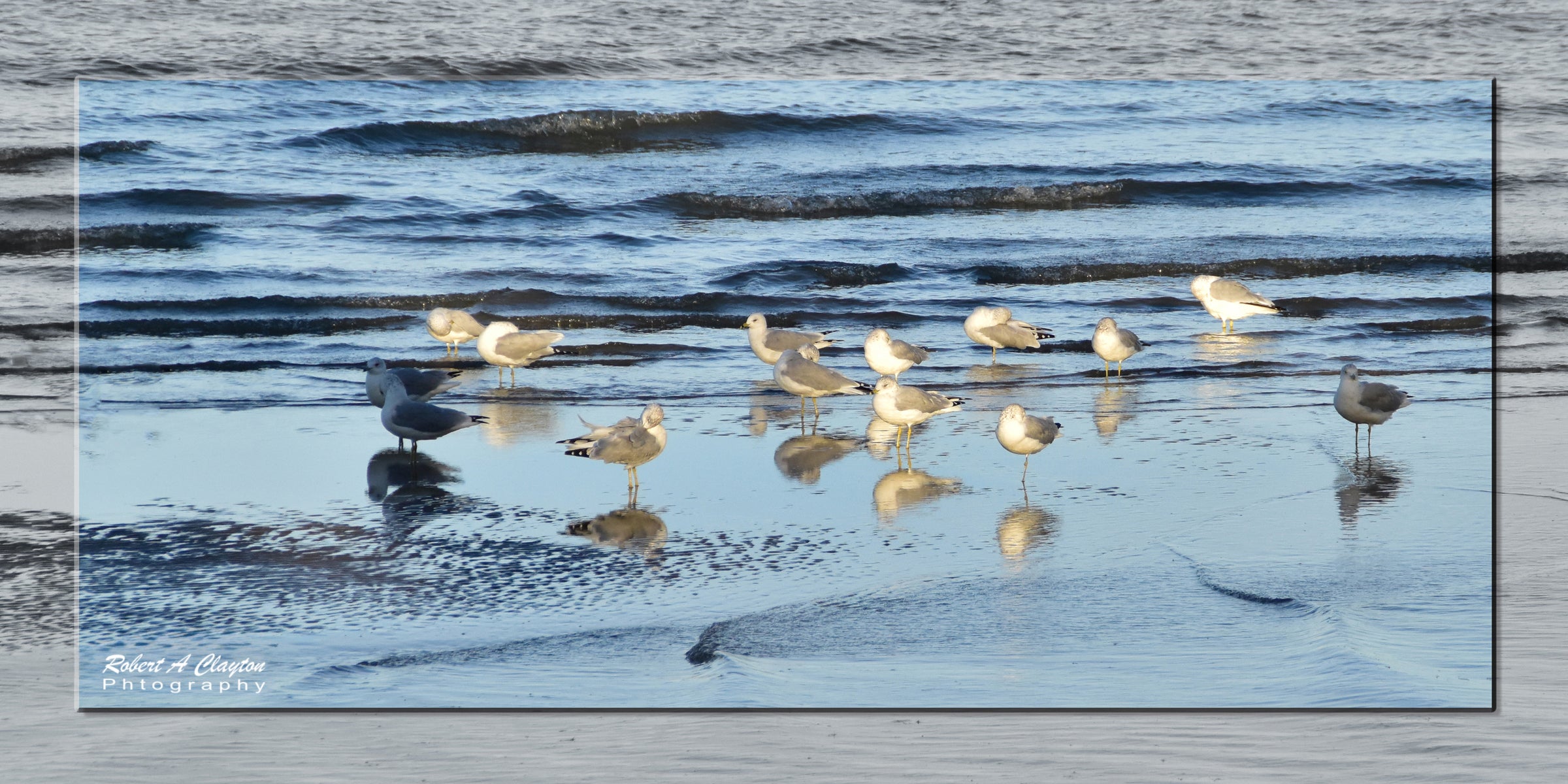 Gulls Gathering