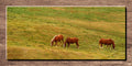 Hillside Horses