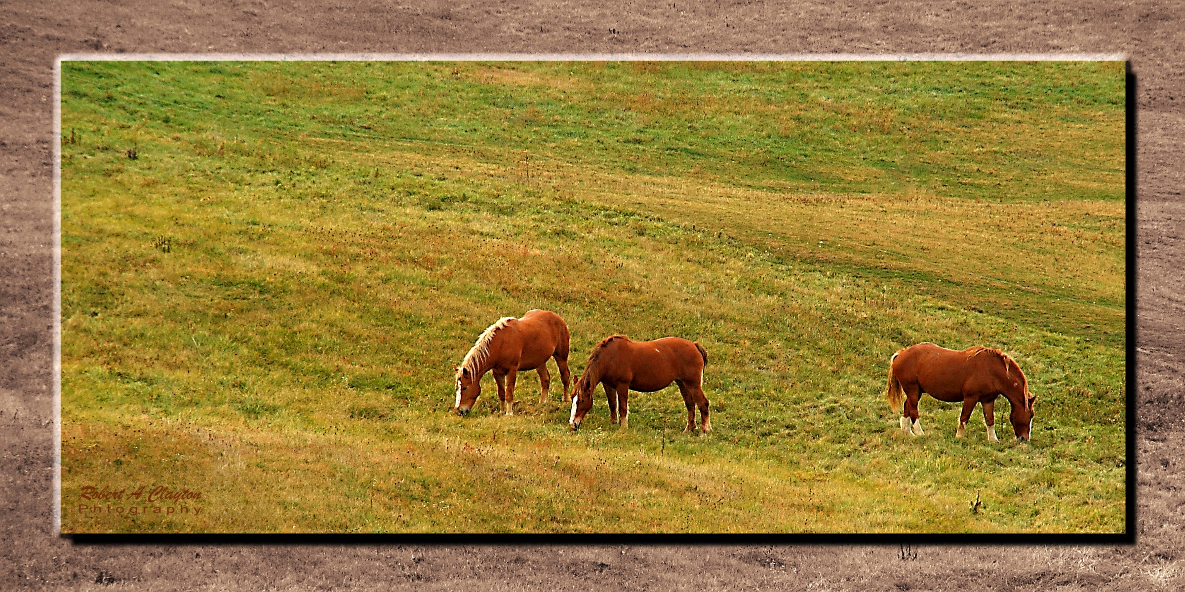Hillside Horses