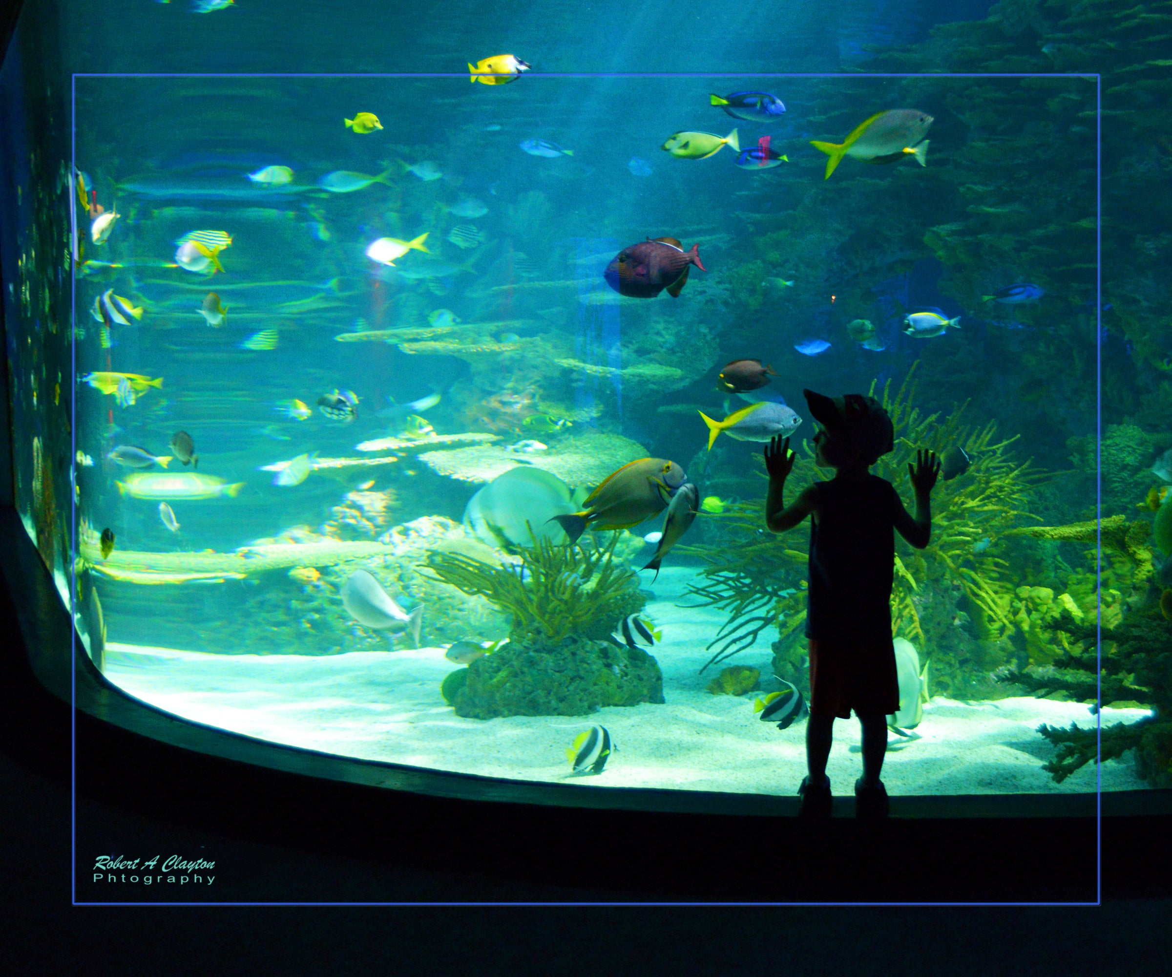 I See Fish