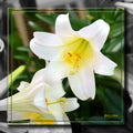 White Lilly