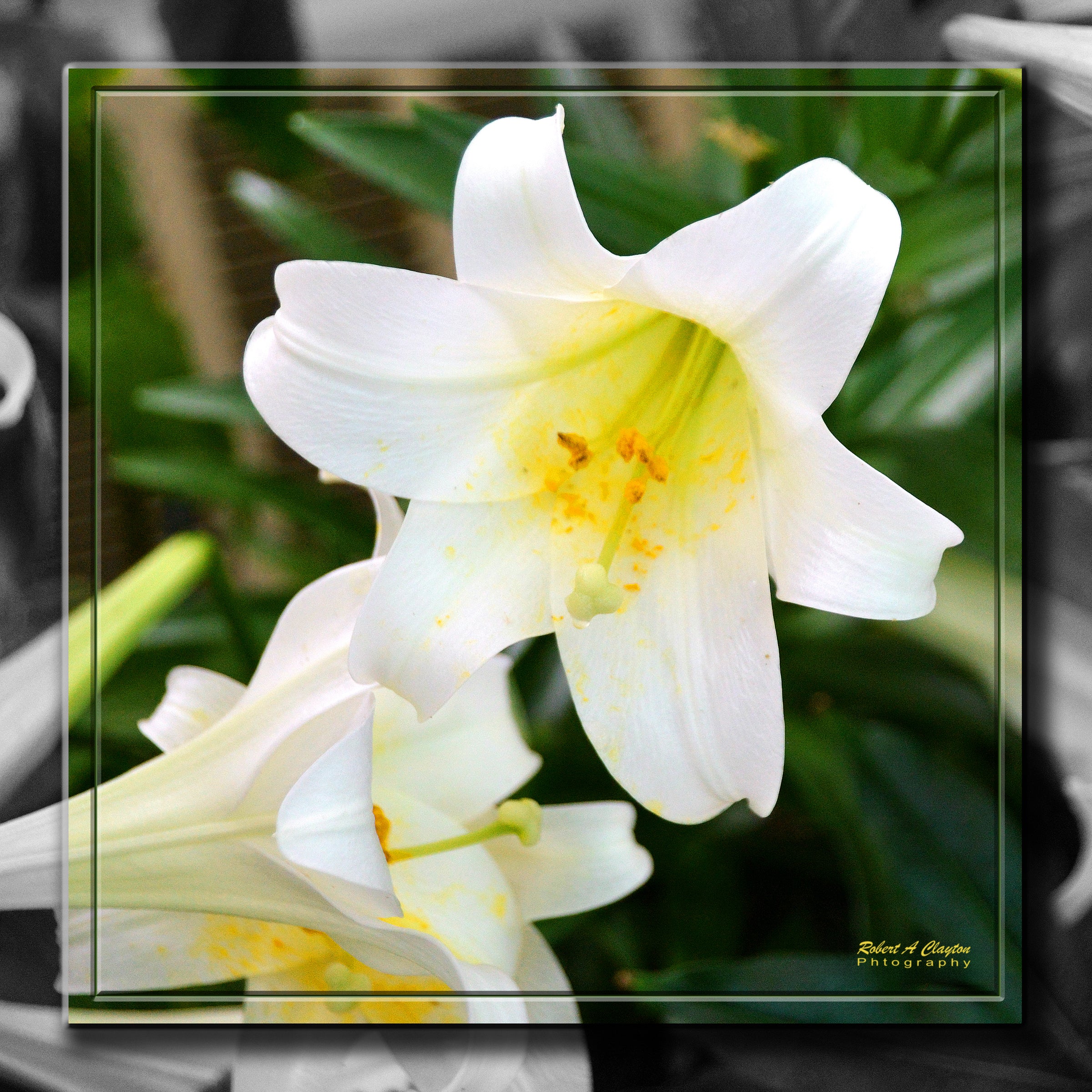 White Lilly