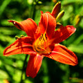 Lilly (2017a)