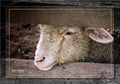 Lonely Sheep