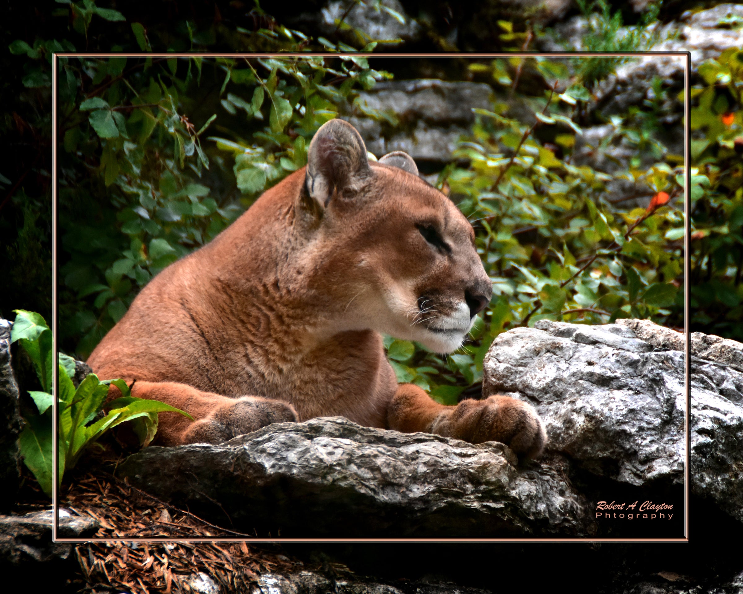 Puma