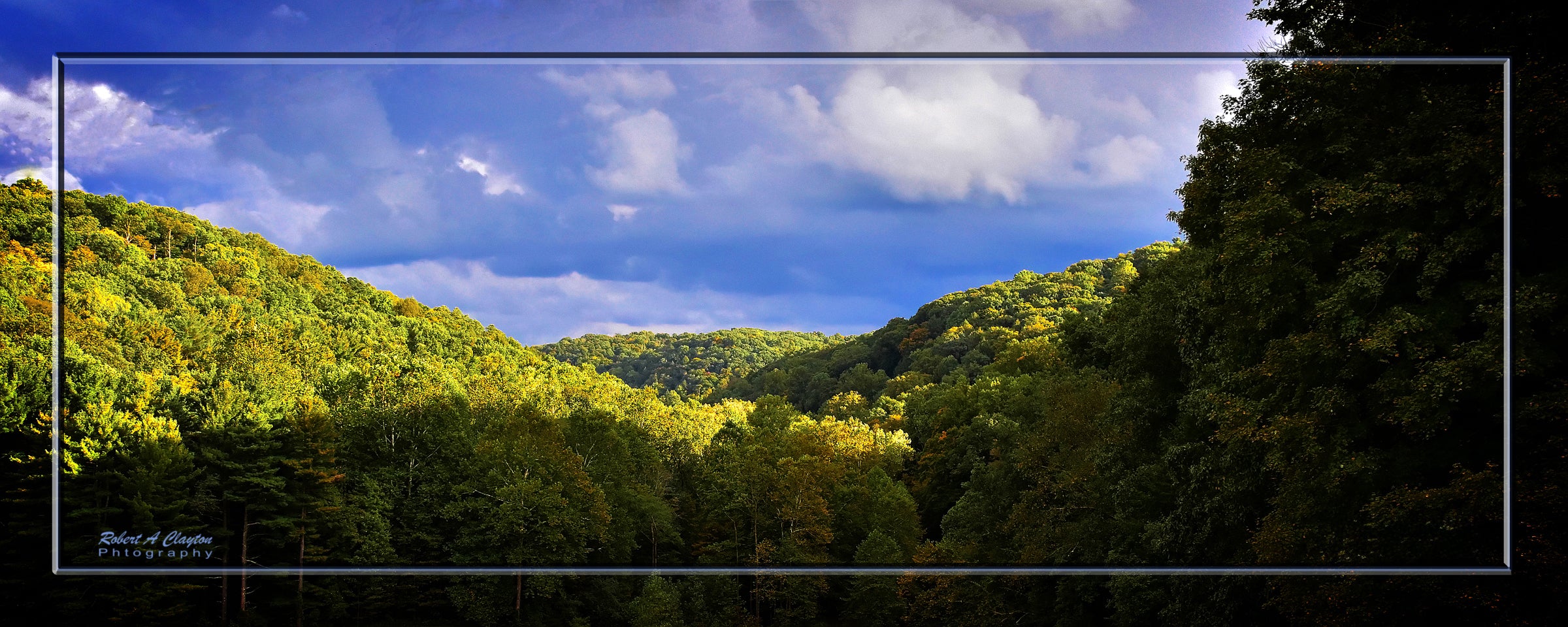 Mohican Forest