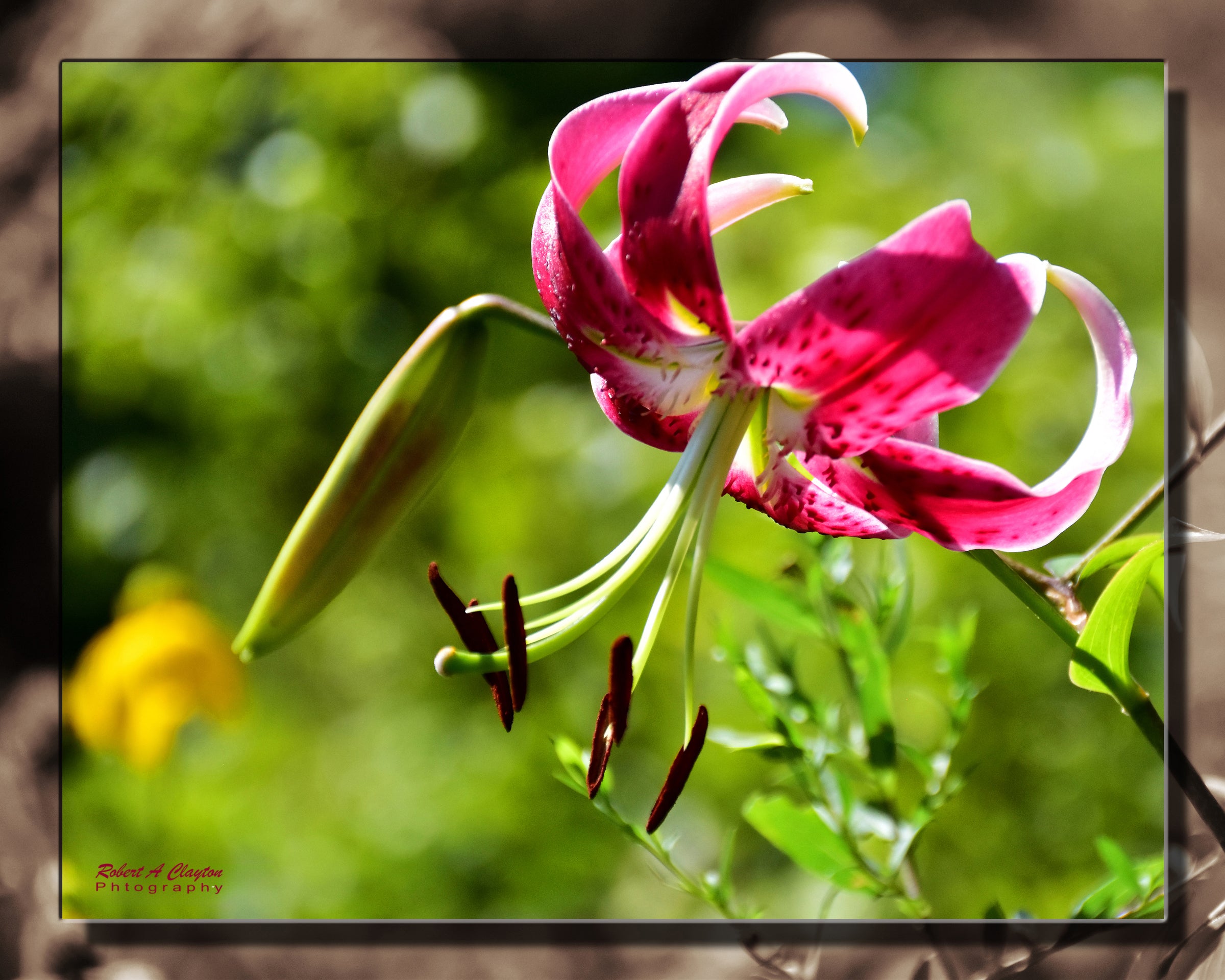 Morning Beauty (bbbl)