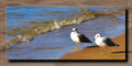 Morning Gulls