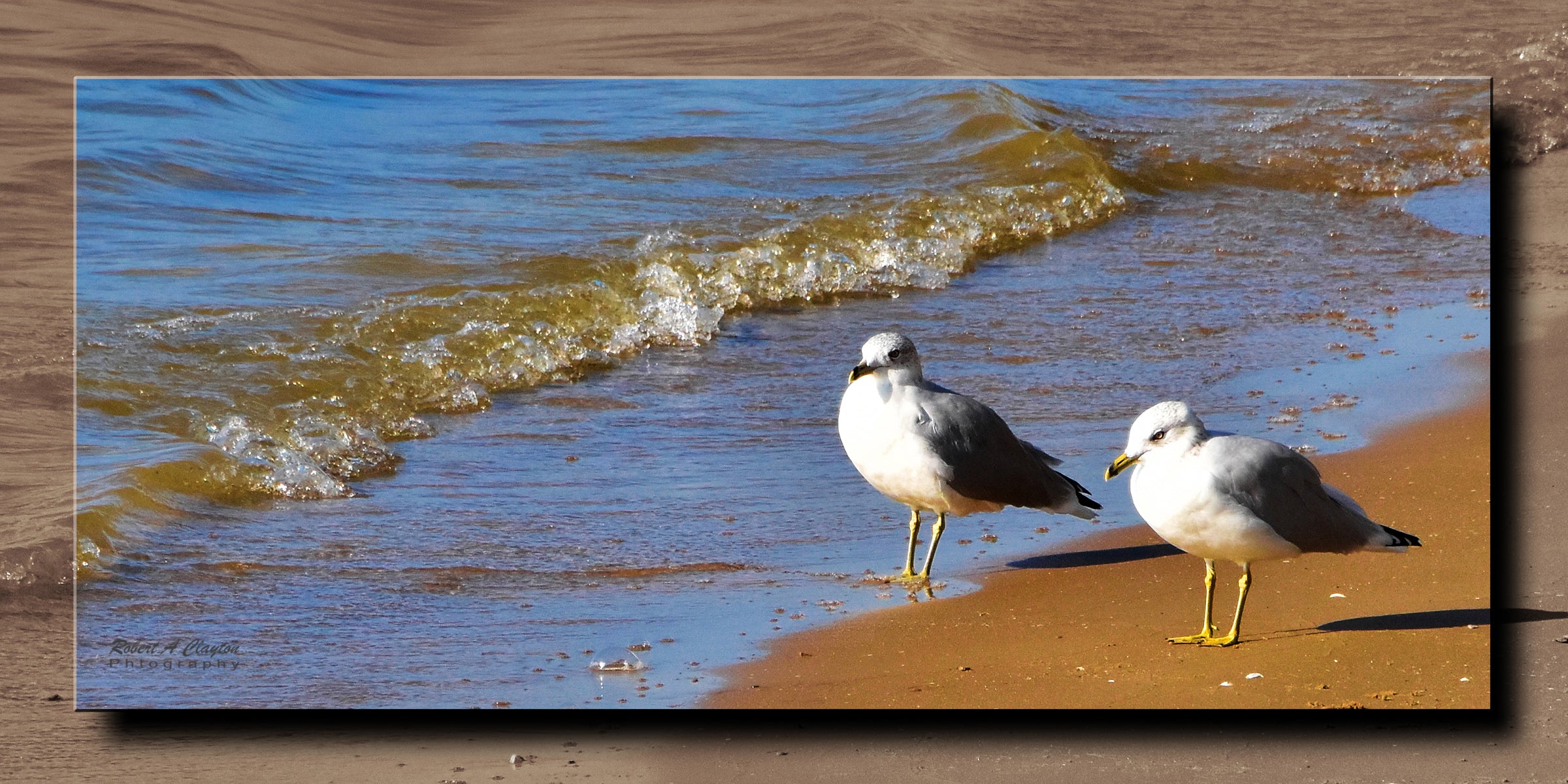 Morning Gulls