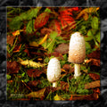 Mushrooms