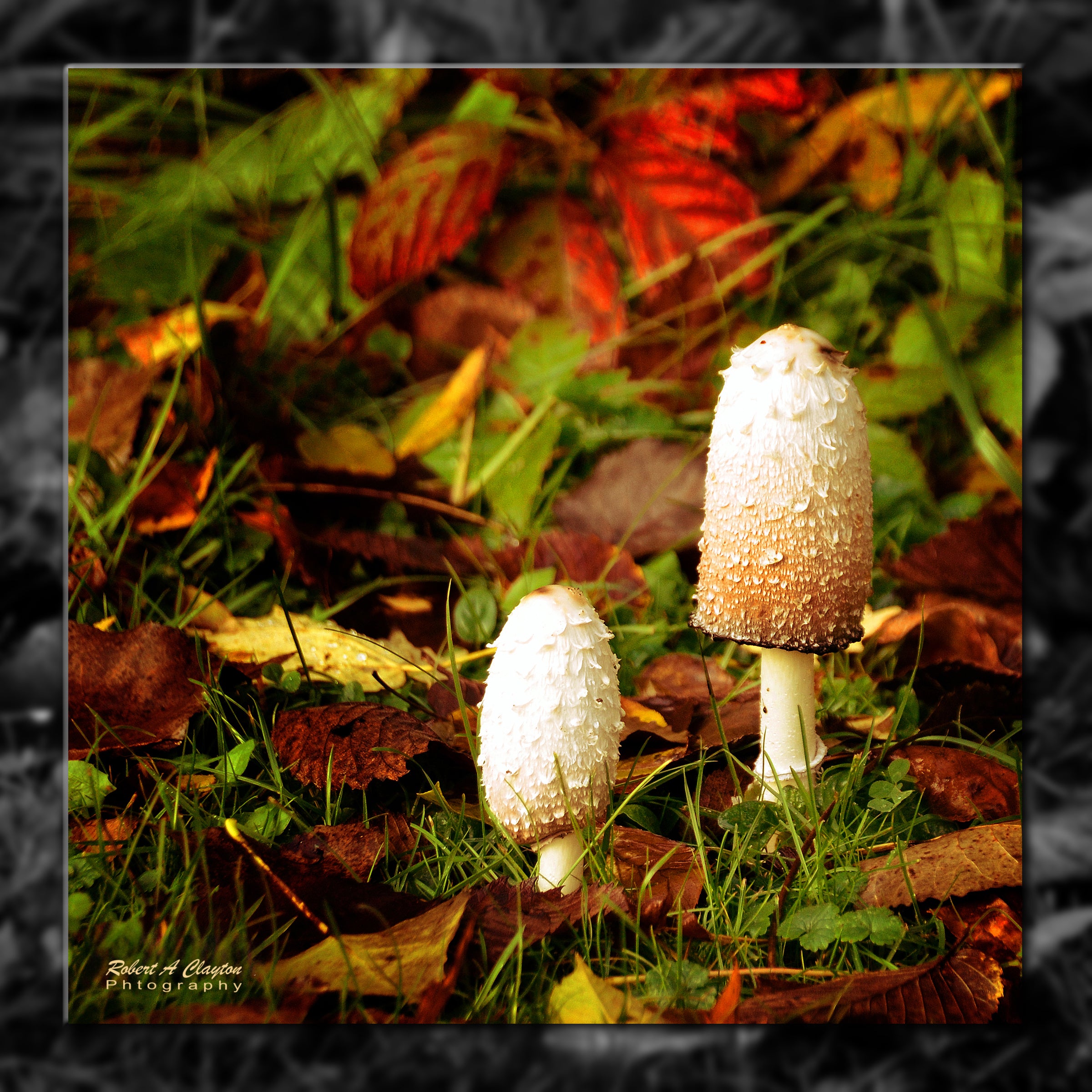 Mushrooms