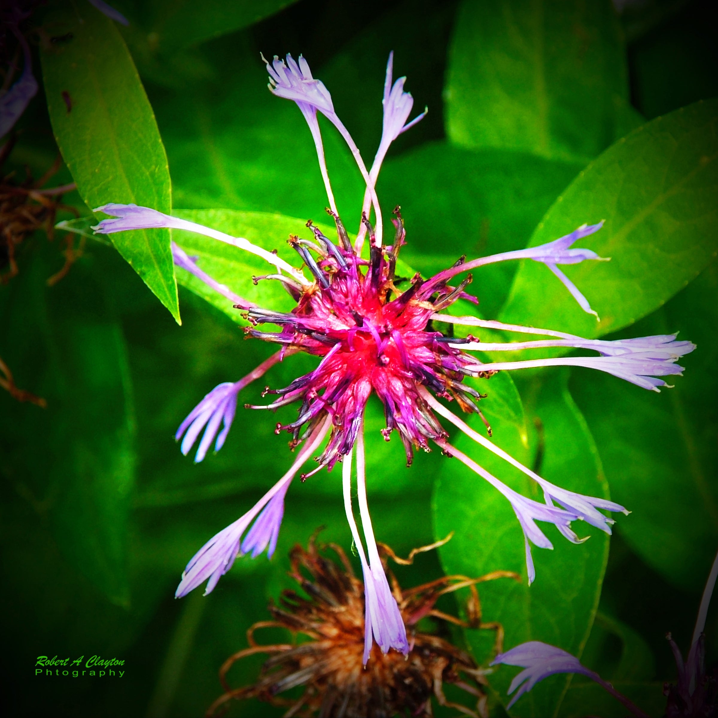 Nature Gone Wild