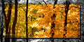 Ohio Fall