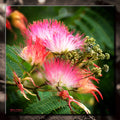 Pink Siris