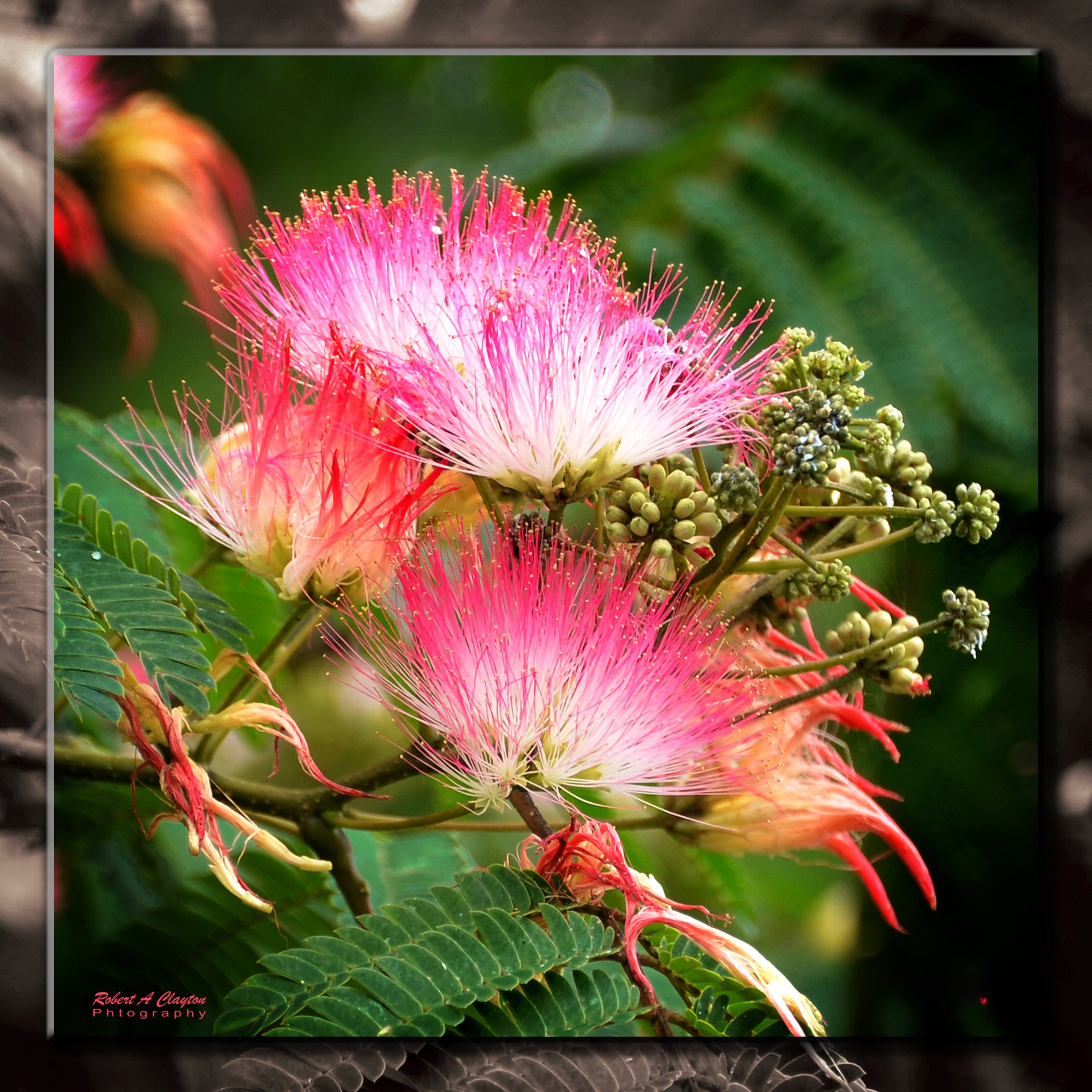 Pink Siris