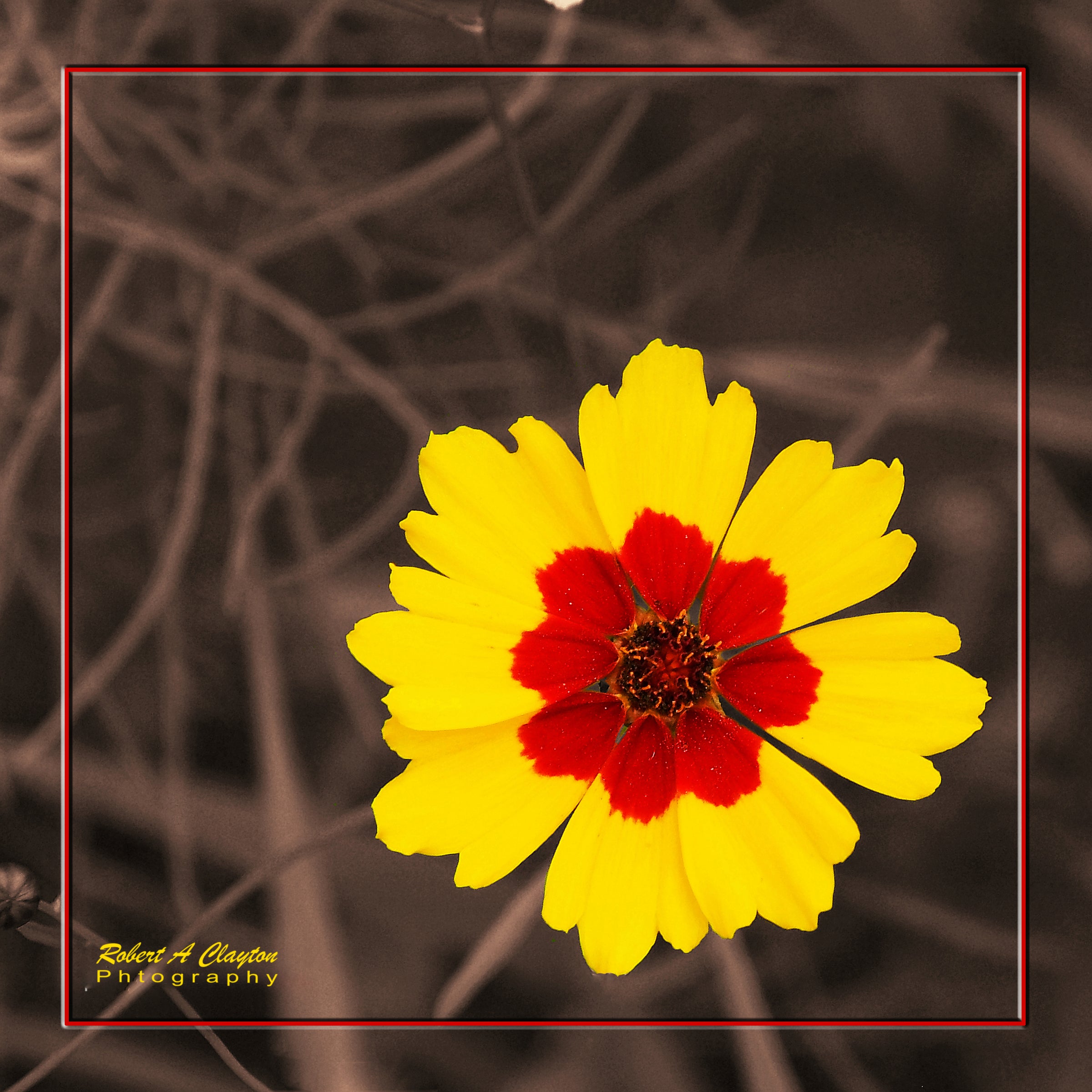 RY Flower