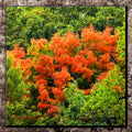 Simple Beauty / Mohican Fall