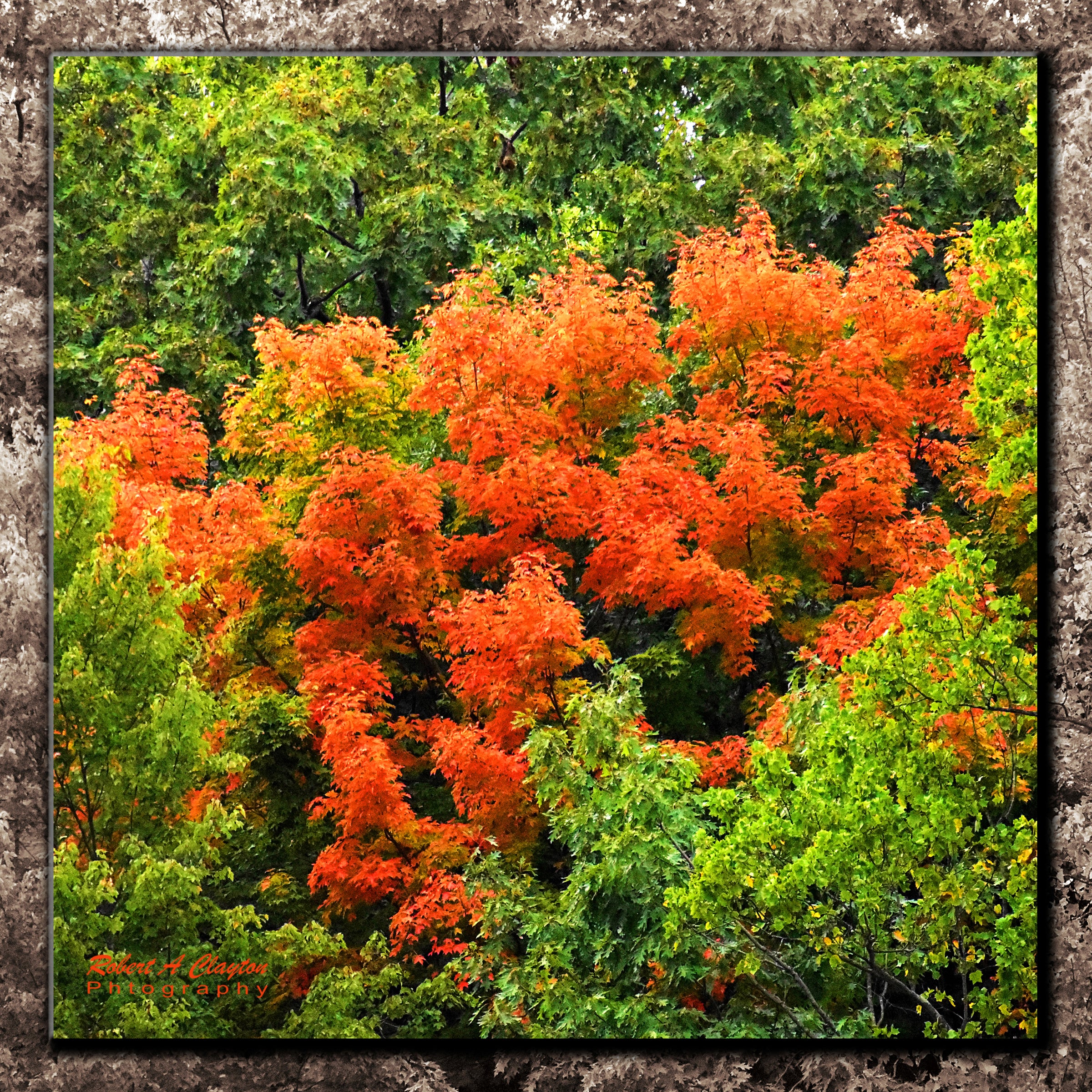 Simple Beauty / Mohican Fall