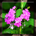 Simple Beauty  ..102