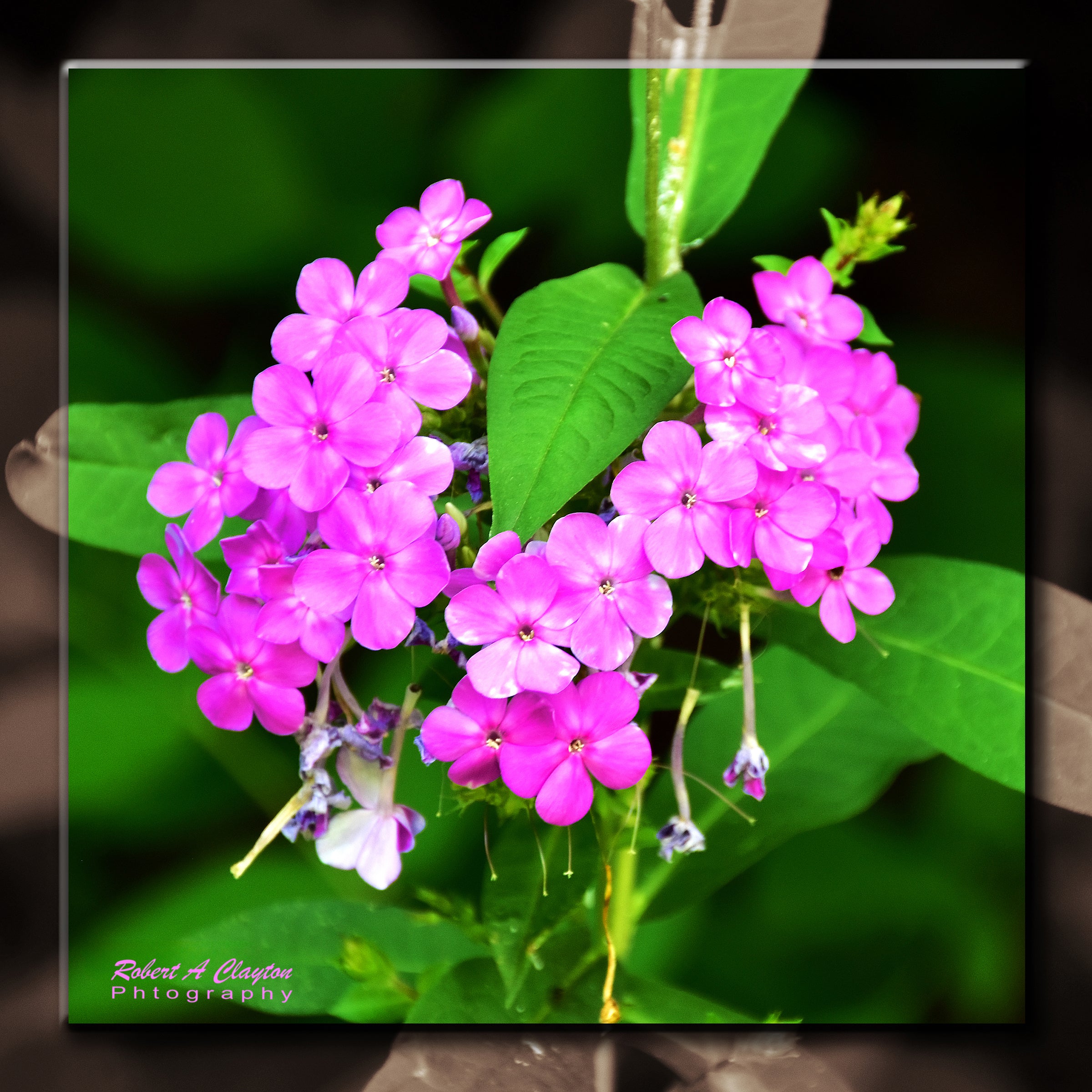 Simple Beauty  ..102