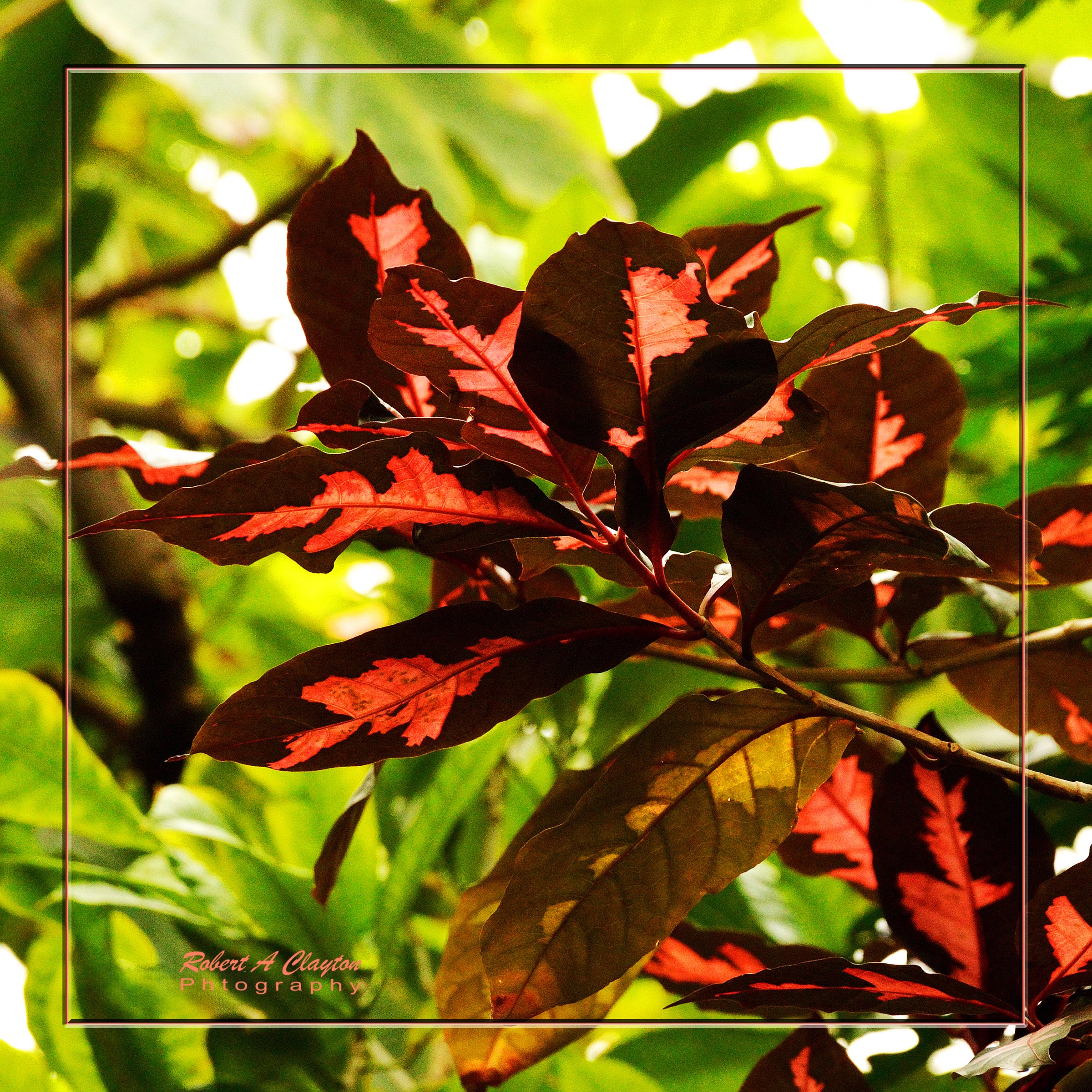 Simple Beauty (0087b)