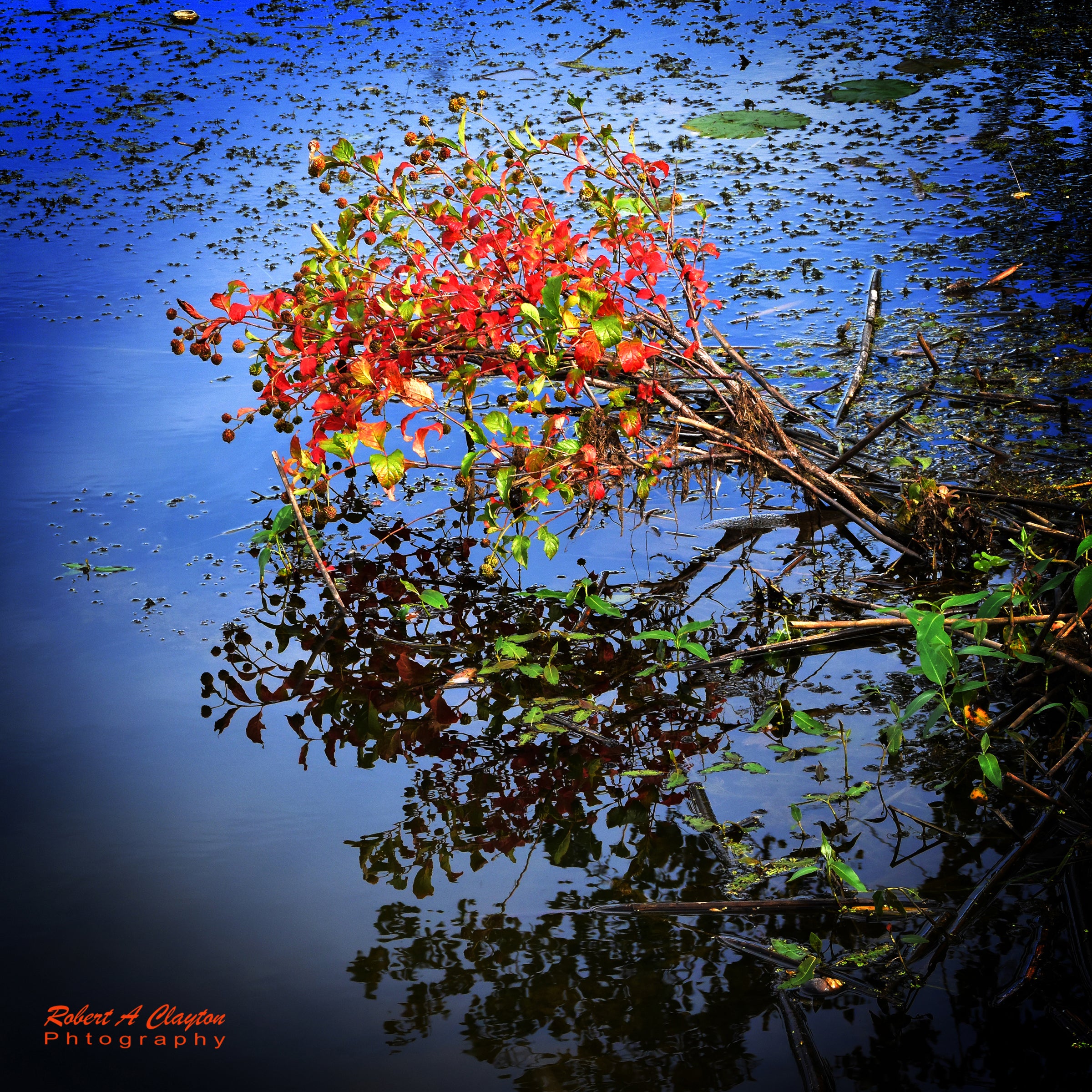 Simple Beauty  08