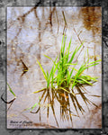 Swamp Weeds